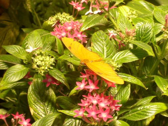 A butterfly from the butterfly exhibit 